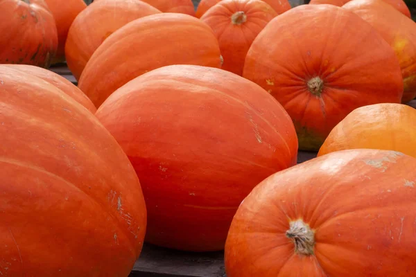 Une Pile Grosses Citrouilles Orange Fraîches Récolte Automne — Photo