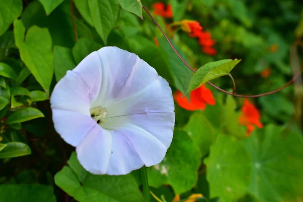 Selektivní Zaměření Krásně Rozkvetlého Bílého Květu Ipomoea Zahradě — Stock fotografie