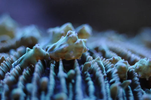 海の中の水中サンゴのクローズアップ — ストック写真
