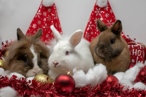 Eine Nahaufnahme Lustiger Hasen Mit Weihnachtsdekoration — Stockfoto