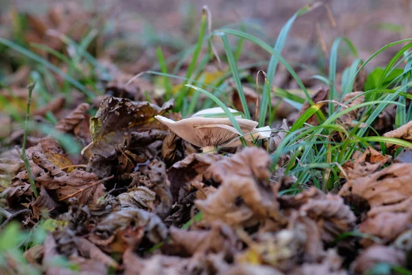 Tiro Seletivo Foco Cogumelo Selvagem Cresce Chão Floresta — Fotografia de Stock