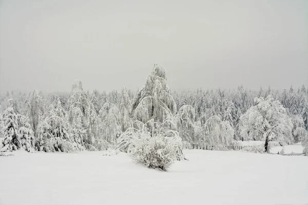 Fascinerande Bild Vackra Snötäckta Träd Molnig Himmel — Stockfoto