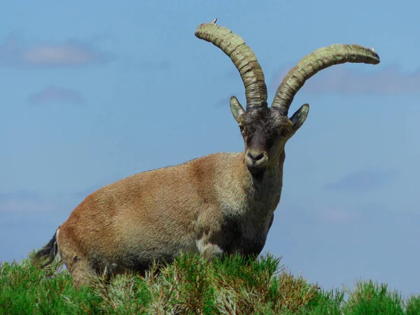 Closeup Alpine Ibex Wild Goat Mountains — Stock Photo, Image