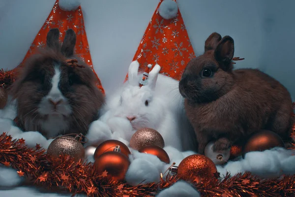 Eine Nahaufnahme Von Niedlichen Hasen Mit Weihnachtsdekoration — Stockfoto