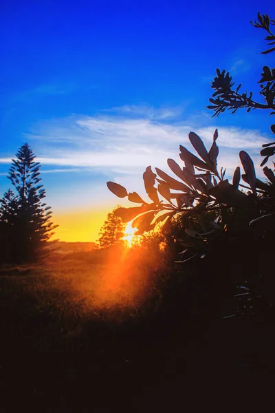 Plano Vertical Siluetas Árboles Campo Bajo Cielo Azul Luz Solar —  Fotos de Stock