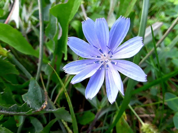 Enfoque Selectivo Una Hermosa Flor Achicoria — Foto de Stock