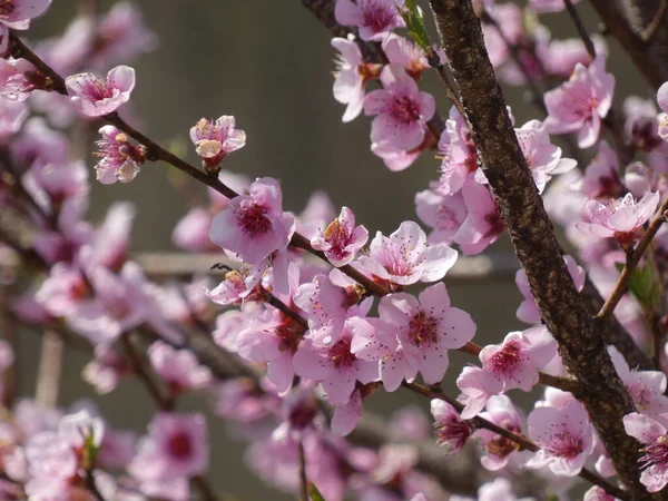 Enfoque Selectivo Flores Cerezo Rosa Árbol — Foto de Stock