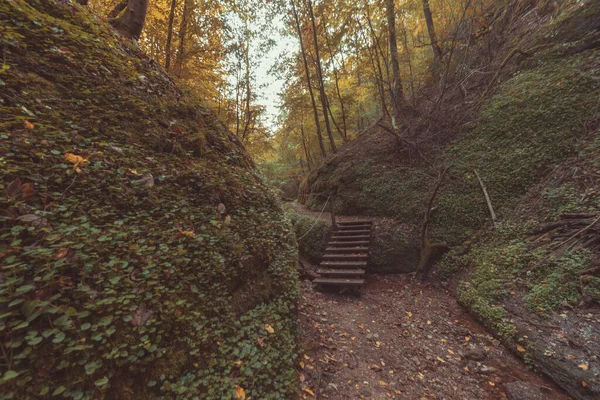 Лестницы Осеннем Лесу — стоковое фото