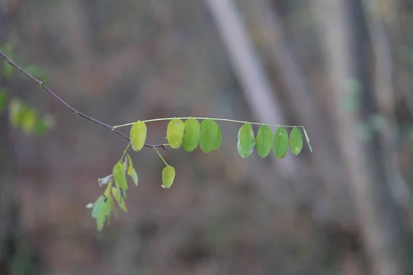Селективный Фокус Снимка Зеленых Листьев Размытом Фоне — стоковое фото