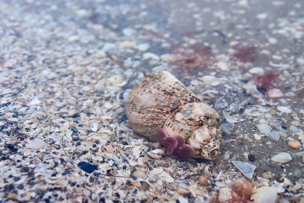 海水の下の貝殻と小さな貝殻 — ストック写真