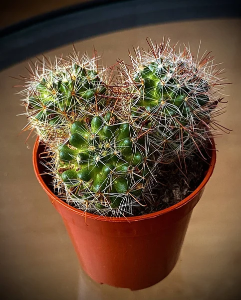 Een Verticaal Shot Van Potted Cactussen Tafel Met Een Wazige — Stockfoto