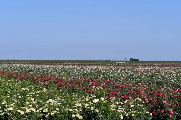 Stunning Shot Beautiful Colorful Blooming Flower Field Cloudless Sky — Stock Photo, Image