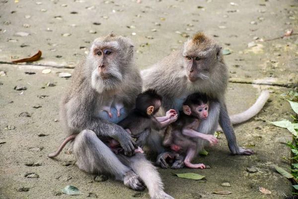 コンクリートの表面に座っている猿の家族のクローズアップショット — ストック写真