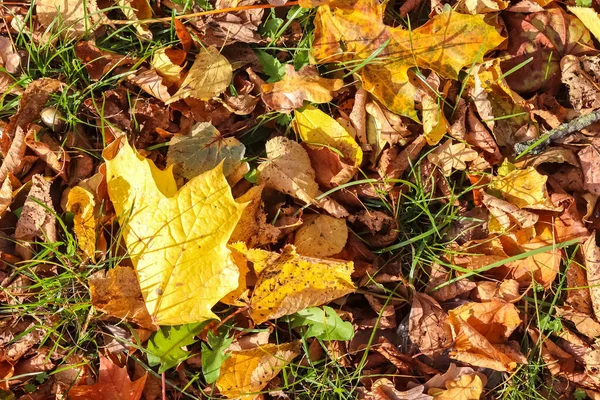 Верхний Вид Сушеных Листьев Земле Солнечным Светом Осенью — стоковое фото