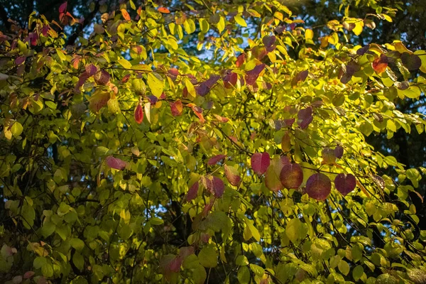Een Close Van Een Herfstboom Met Zonnestralen Die Erop Vallen — Stockfoto