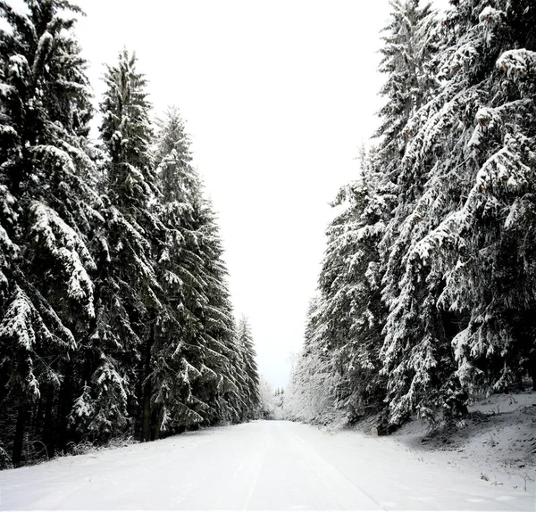 Plano Vertical Hermosos Abetos Cubiertos Nieve Bajo Cielo Nublado — Foto de Stock