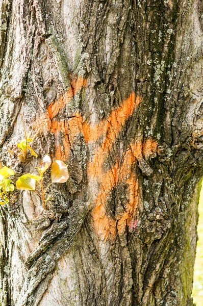 오렌지 페인트가 나무줄기 그려진 번호를 수직으로 클로즈업 — 스톡 사진