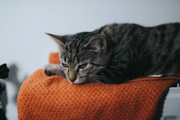 Adorable Chat Gris Tabby Couché Sur Tissu Orange — Photo