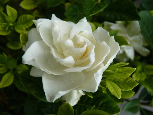 Primer Plano Una Delicada Flor Rosa Blanca Con Gotitas Agua — Foto de Stock