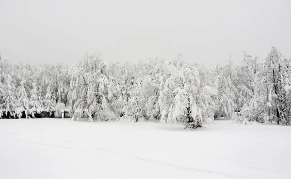 在阴云密布的天空下 美丽的白雪覆盖的树木拍出迷人的照片 — 图库照片