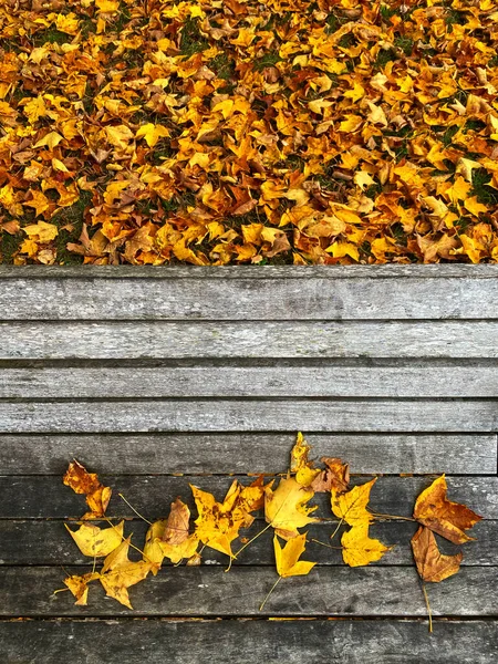 Eine Nahaufnahme Von Oben Mit Schönen Gelben Blättern Die Von — Stockfoto