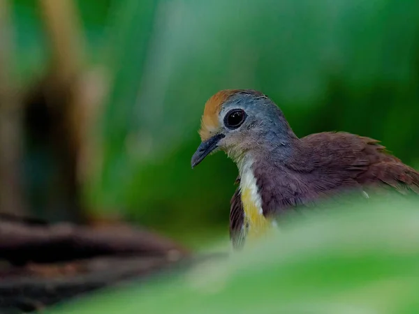 Primo Piano Uccello Sfondo Sfocato — Foto Stock