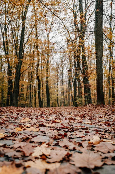 Egy Függőleges Felvétel Egy Gyönyörű Őszi Erdőről — Stock Fotó