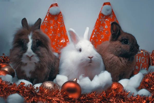Eine Nahaufnahme Lustiger Hasen Mit Weihnachtsdekoration — Stockfoto