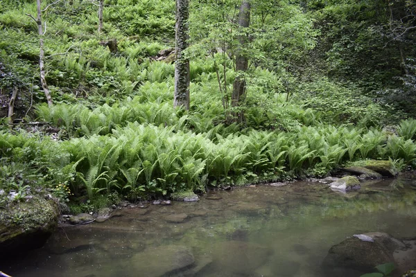 Una Splendida Vista Fiume Immerso Nel Verde — Foto Stock