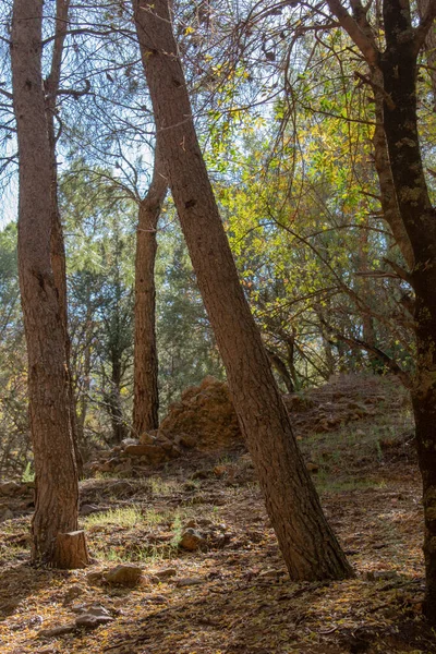 Vertikální Záběr Stromů Lese Slunečného Dne — Stock fotografie