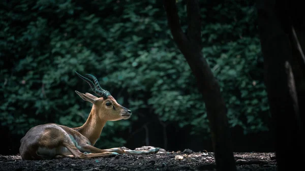 Cerf Sauvage Couché Sur Sol Dans Une Forêt Avec Projecteur — Photo