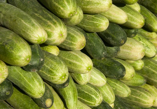 Pile Fresh Cucumbers Displayed Market Stock Picture