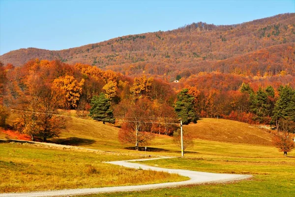 Una Hermosa Vista Sendero Bosque Con Hojas Árboles Caídos Otoño —  Fotos de Stock