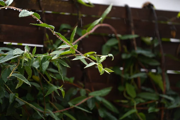 Вибірковий Фокус Зростаючих Зелених Рослин Покритих Дощовими Пагонами Саду — стокове фото