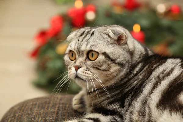 Szelektív Fókuszfelvétel Egy Aranyos Macskáról — Stock Fotó