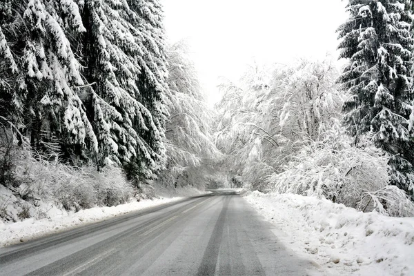 Hermoso Camino Través Los Árboles Nevados Invierno — Foto de Stock