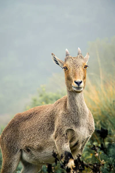 Eine Selektive Fokusaufnahme Eines Steinbocks Der Auf Die Kamera Mit — Stockfoto