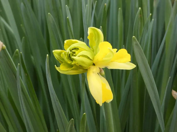 Een Selectieve Focus Shot Van Een Exotische Gele Bloem Een — Stockfoto