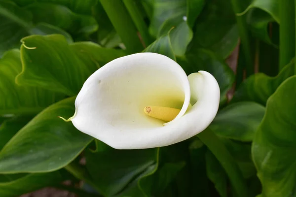 Gros Plan Une Fleur Lys Calla Fleurs Dans Verdure — Photo