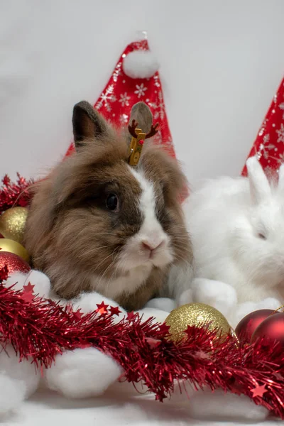 Gros Plan Lapins Drôles Avec Décoration Noël — Photo