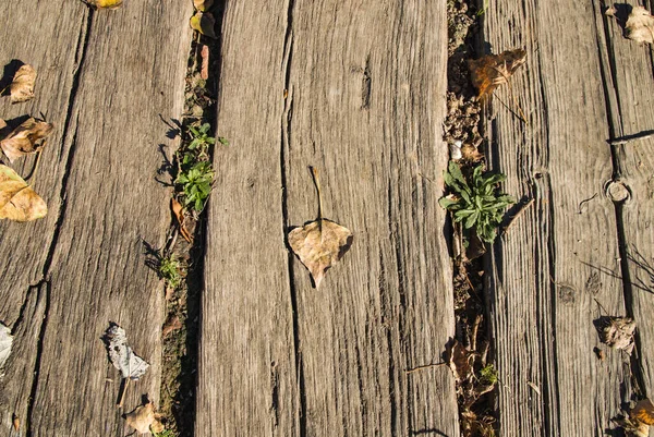 Een Close Textuur Van Oude Houten Planken Met Droog Gevallen — Stockfoto