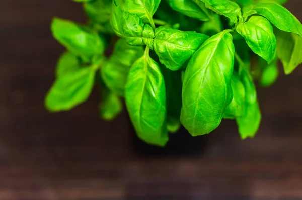 Penutup Daun Hijau Dari Tanaman Kemangi Tumbuh Dalam Panci Dapur — Stok Foto