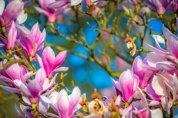 Primer Plano Hermosas Flores Magnolia —  Fotos de Stock