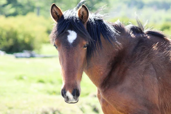 日中は美しい馬の畑でのクローズアップ — ストック写真