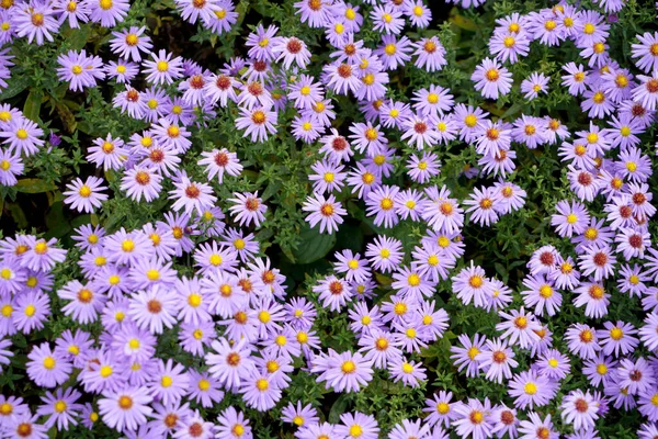Bahçedeki Güzel Çiçekli Mor Paskalya Çiçeklerinin Yakın Çekimi — Stok fotoğraf