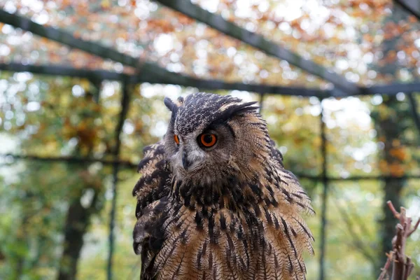 檻の中のフクロウのクローズアップ — ストック写真