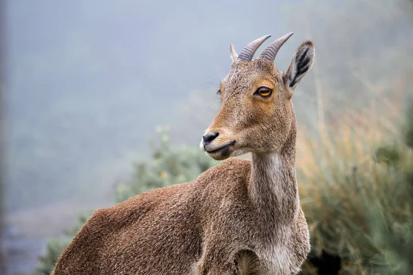 Selective Focus Shot Ibex Hill Blurred Background — Stock Photo, Image