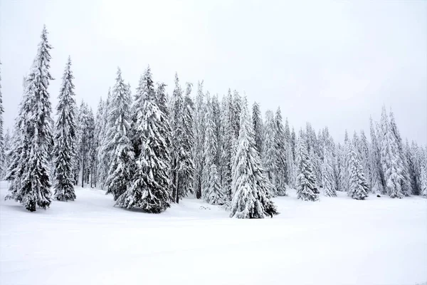 Fascinante Disparo Hermosos Abetos Cubiertos Nieve Bajo Cielo Nublado — Foto de Stock