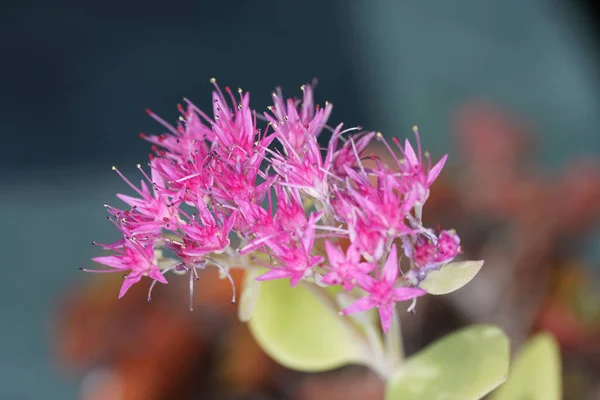 Sedum Spurium Szelektív Fókusza — Stock Fotó