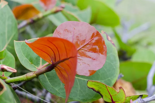 Enfoque Selectivo Las Hojas Otoño — Foto de Stock